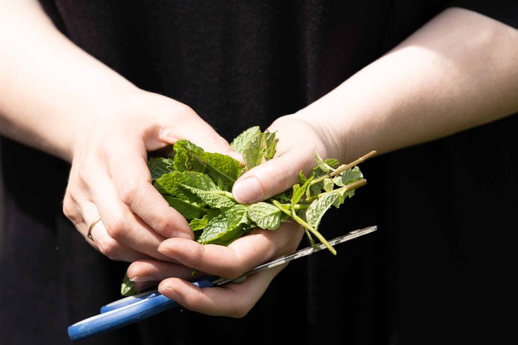 A person holding a bunch of mint and a pair of scissors.
