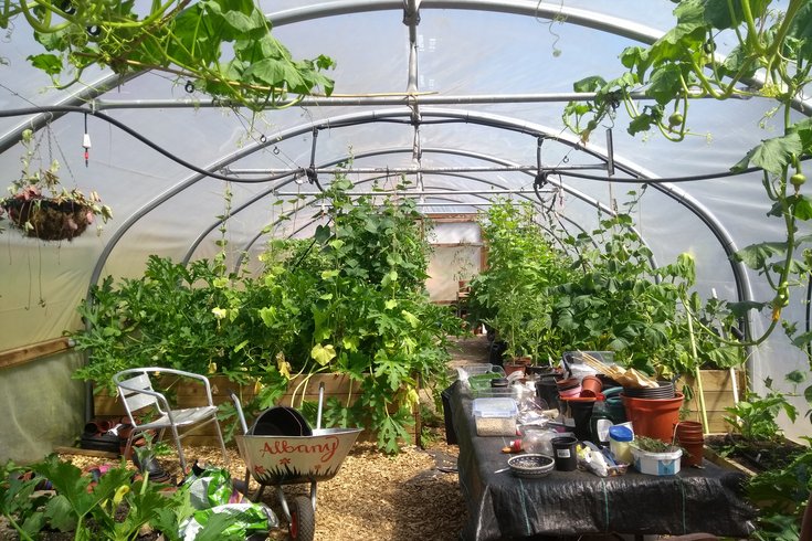 The polytunnel at the Albany, with green plants growing from wooden beds, a table full of plant pots, and a silver wheelbarrow.