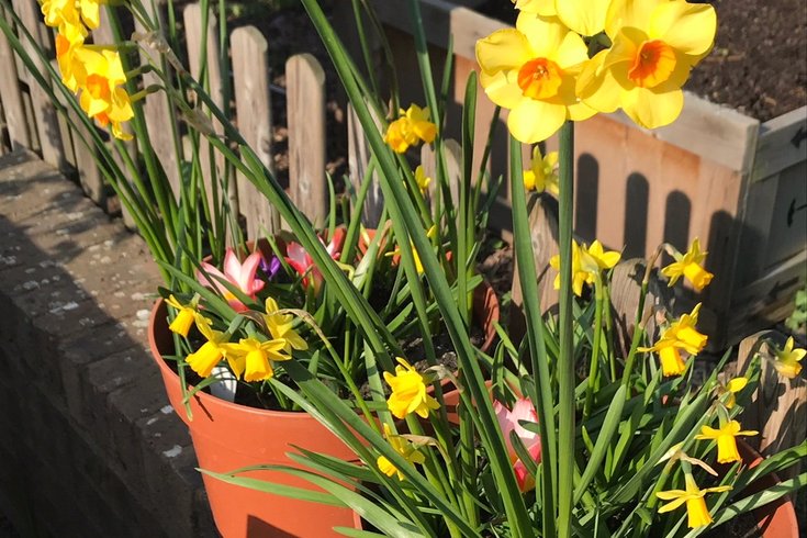 Two pots of daffodil bulbs sat on a brick wall.