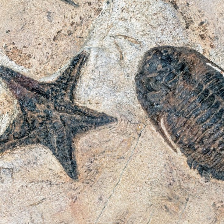 fossils