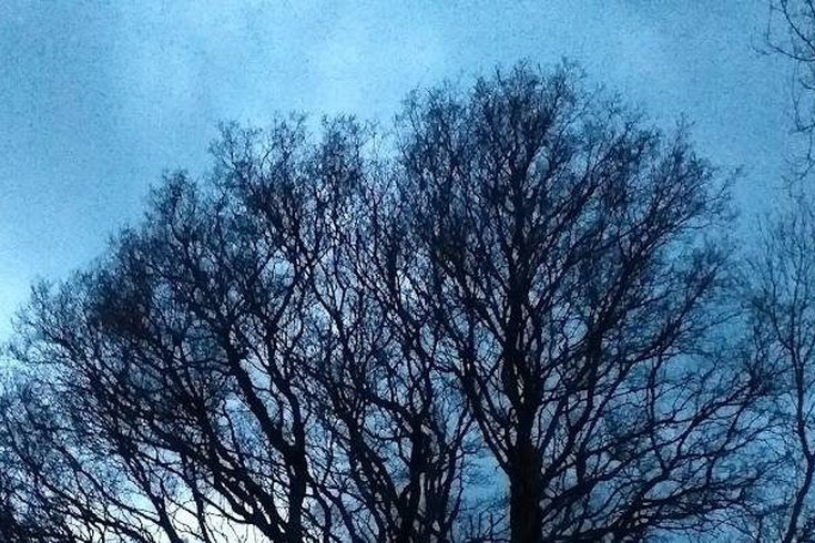 Image of a bare tree