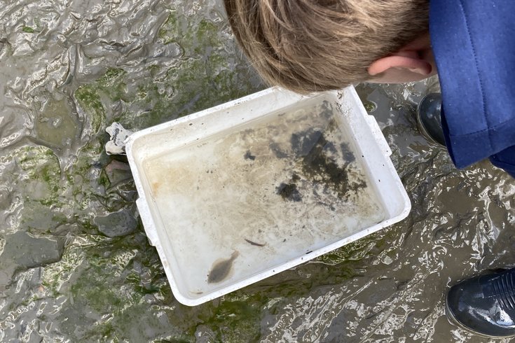 River Dipping