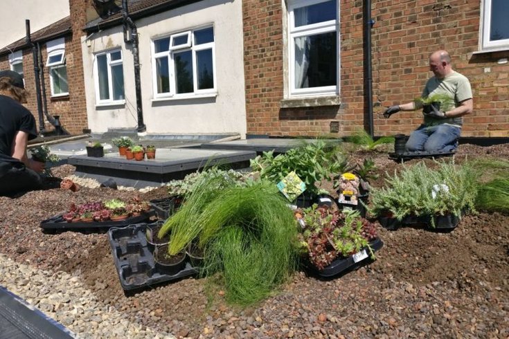 A roof being planted with perrenial plants