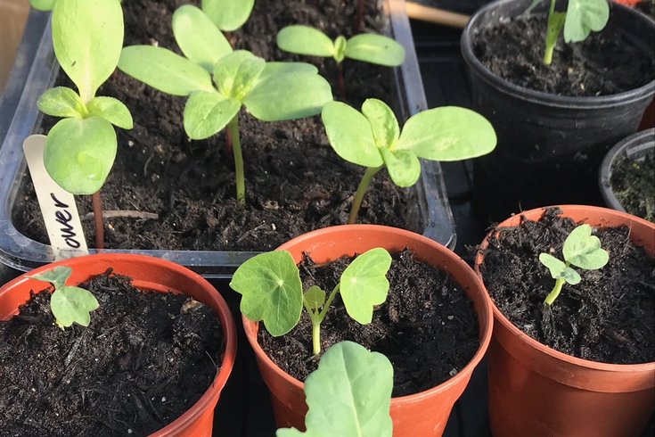 A row of plant pots with small green shoots growing out of them.
