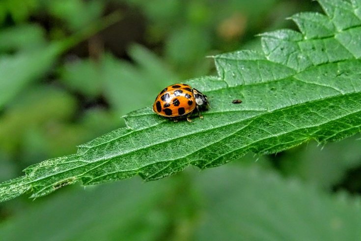 Ladybird