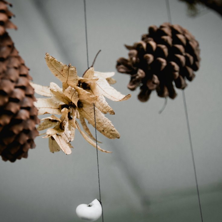 pinecones