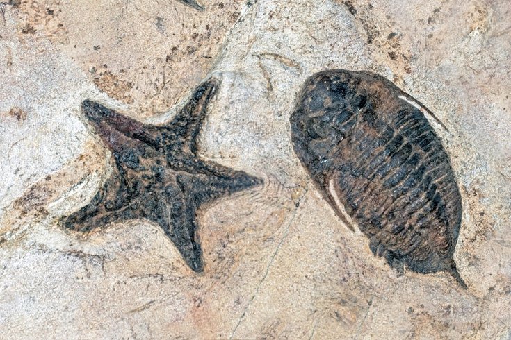 fossils