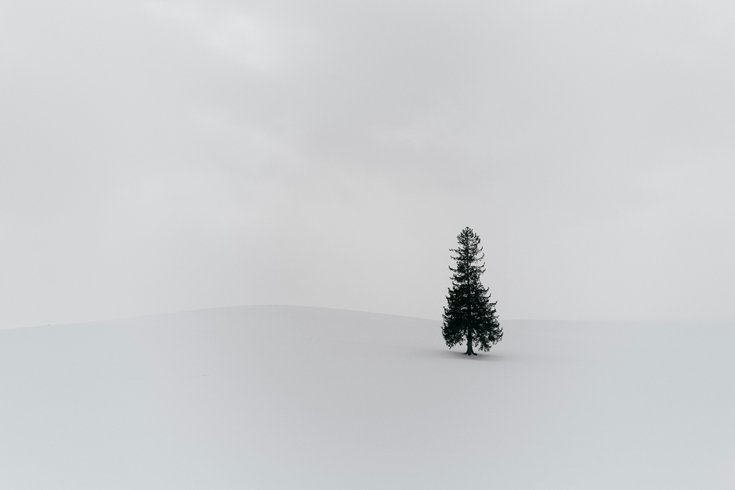tree