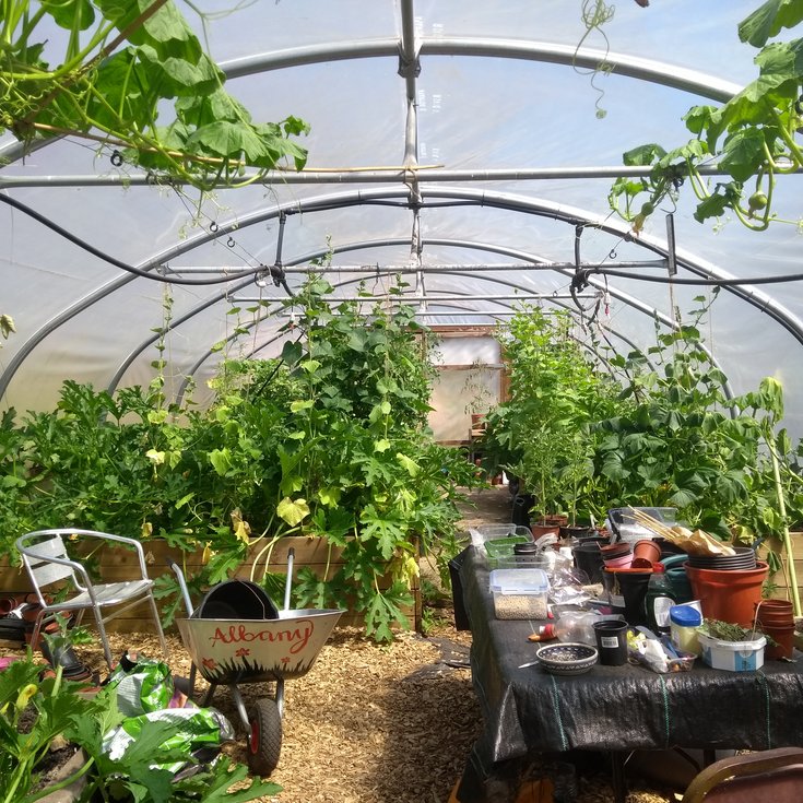 The polytunnel at the Albany, with green plants growing from wooden beds, a table full of plant pots, and a silver wheelbarrow.