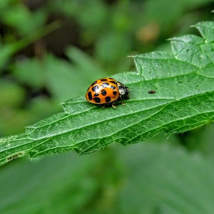 Ladybird