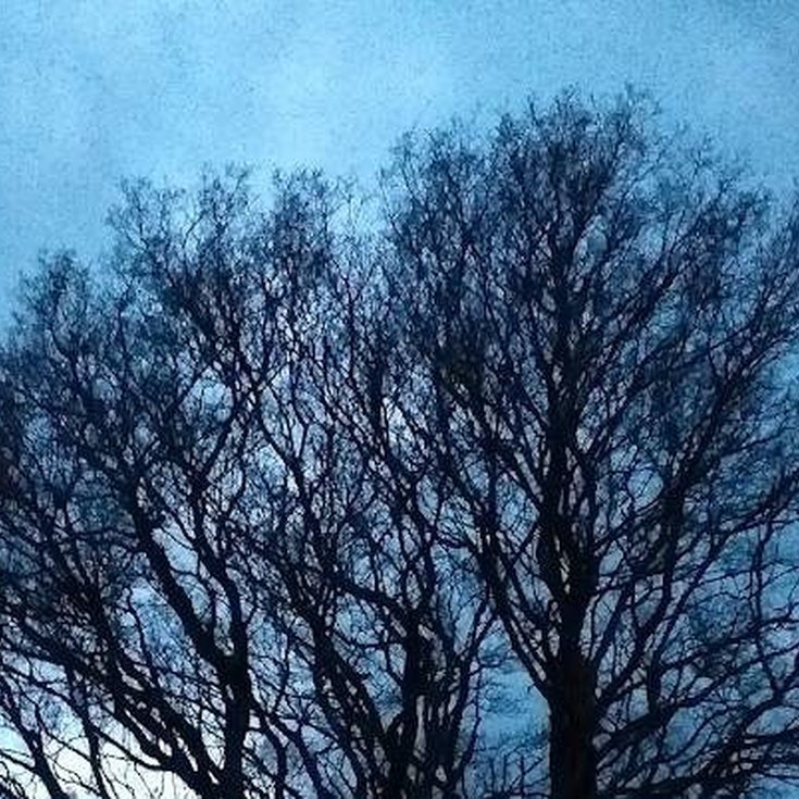 Image of a bare tree