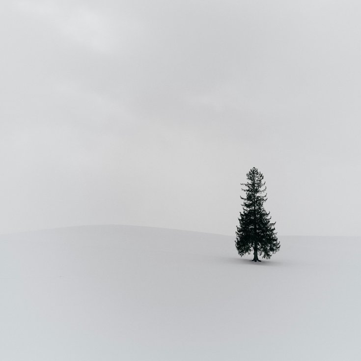 tree